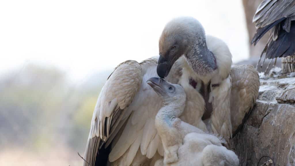 Typically thought of as “bad guys”, vultures (who are heading towards EXTINCTION) are actually quite the opposite - they play a crucial role in stopping the spread of deadly diseases!