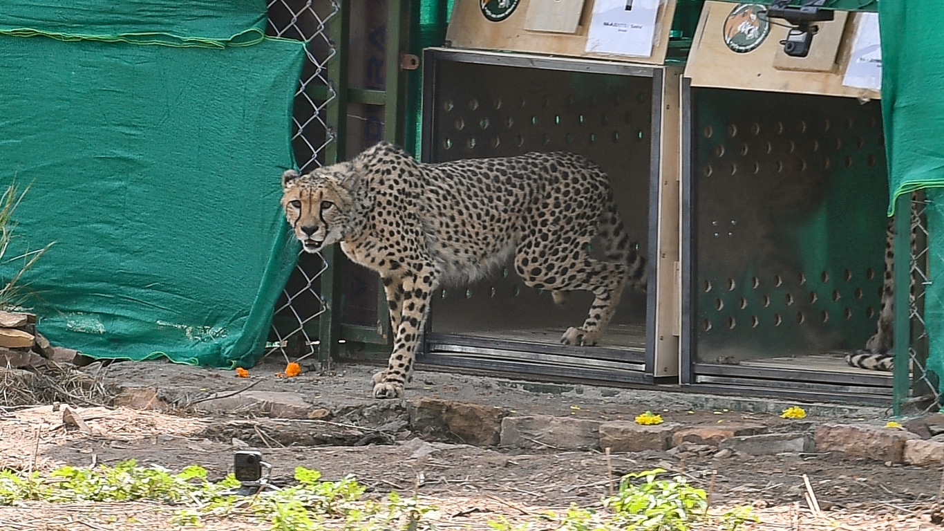 Cheetahs Set to Roam in India for the First Time Since Being Declared  Extinct 70 Years Ago - Animal Survival International