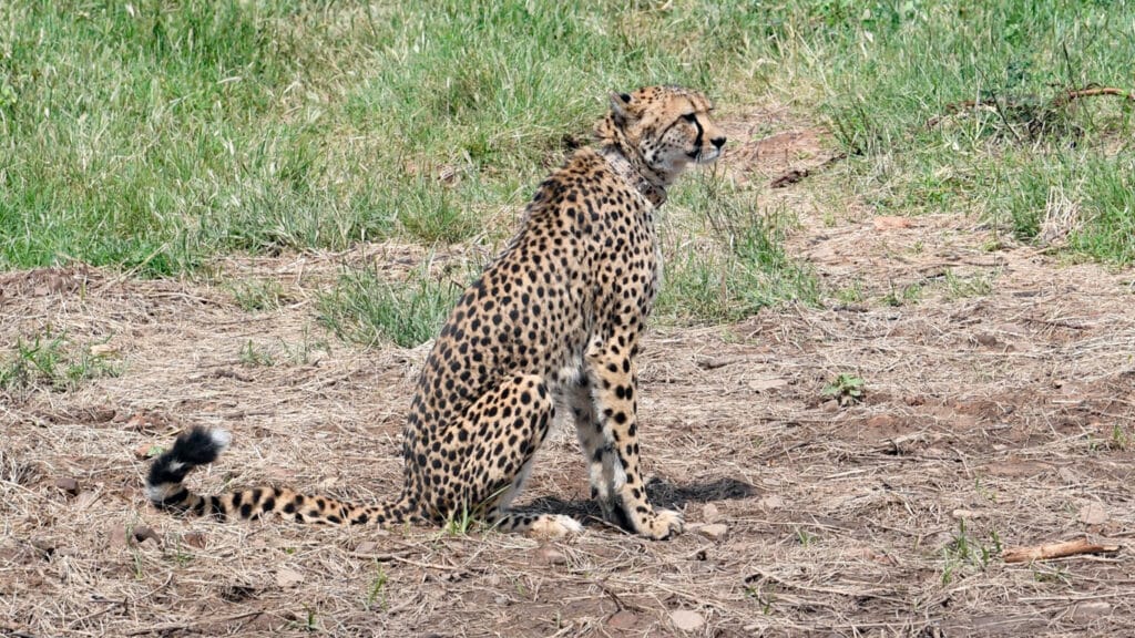 Cheetahs Set to Roam in India for the First Time Since Being Declared Extinct 70 Years Ago