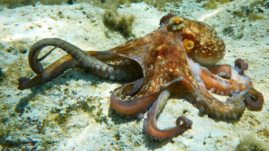 Outrage As Spain Plans World’s First Industrial Octopus Farm