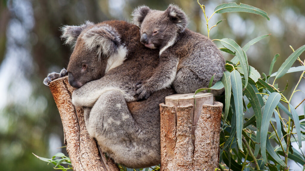 Australia Targets Zero Extinction to Protect Threatened Species