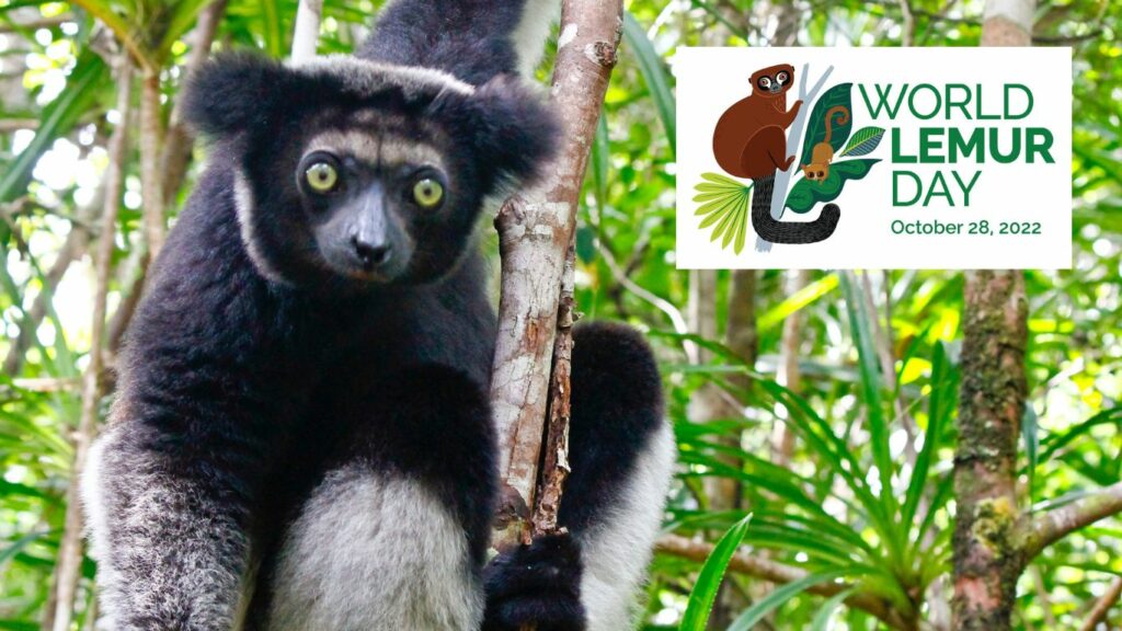 World Lemur Day highlights the plight of Madagascar’s critically endangered primates