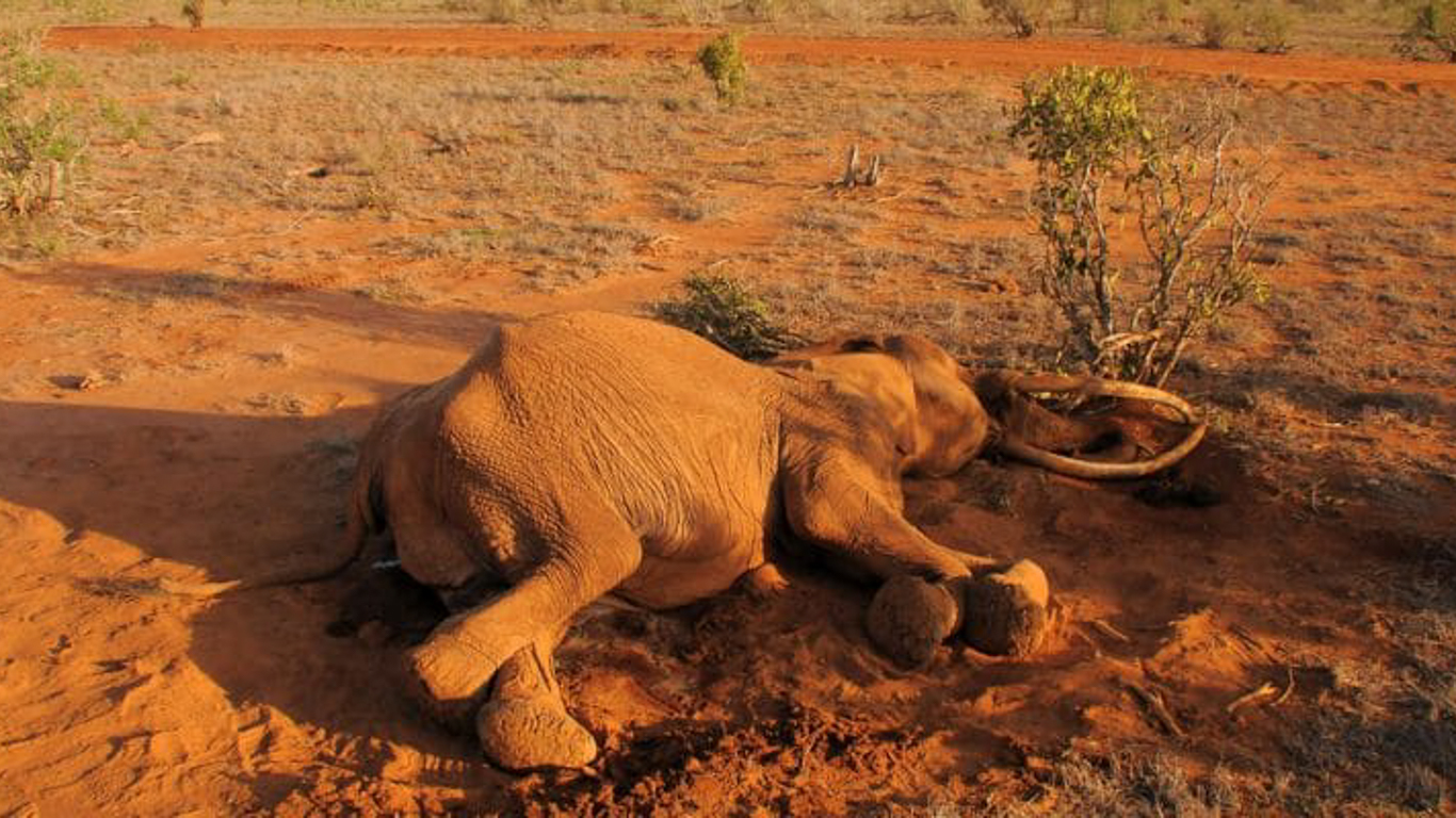 URGENT! DROUGHT IMPACTS INTENSIFYING! ELEPHANTS and other wildlife dropping DEAD! Landscape strewn with carcasses.