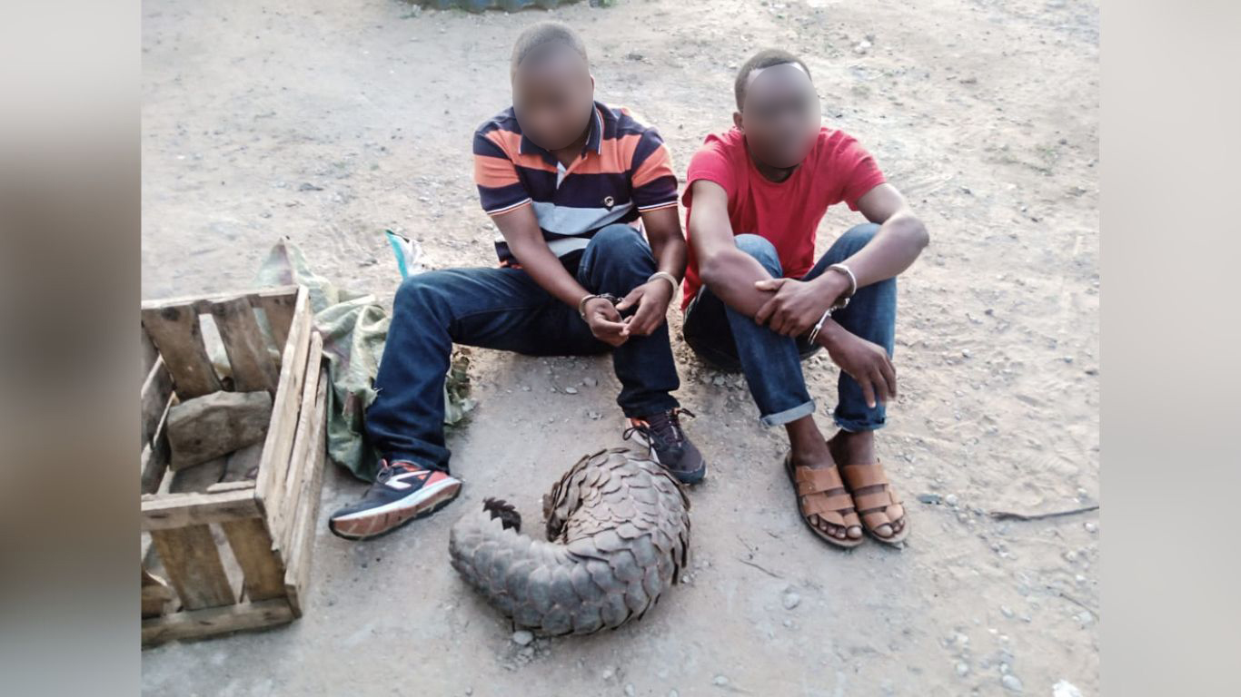 Pangolins rescued from criminal gangs urgently need care before they can be returned to the wild. <strong><u>Please, will you help them</u>?</strong>