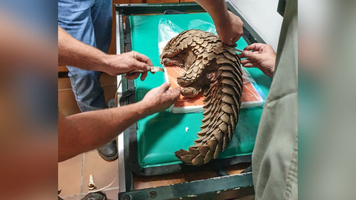 Pangolins rescued from criminal gangs urgently need care before they can be returned to the wild. <strong><u>Please, will you help them</u>?</strong>