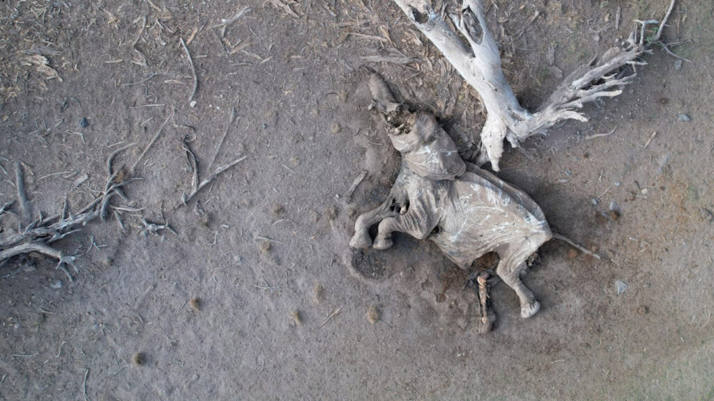 URGENT! DROUGHT IMPACTS INTENSIFYING! ELEPHANTS and other wildlife dropping DEAD! Landscape strewn with carcasses.