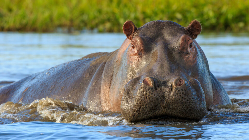 Conservationists Argue to Protect African Hippo as Wildlife Trade Drives the Species Closer to Extinction