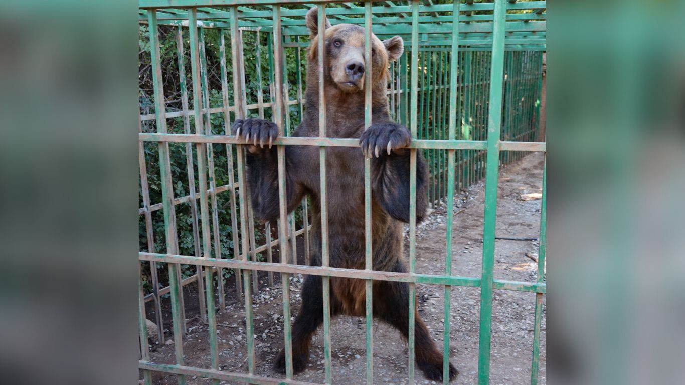 CRUELTY TO ANIMALS GETS NO WORSE THAN THIS! Help FREE this CAGED BEAR to a sanctuary!