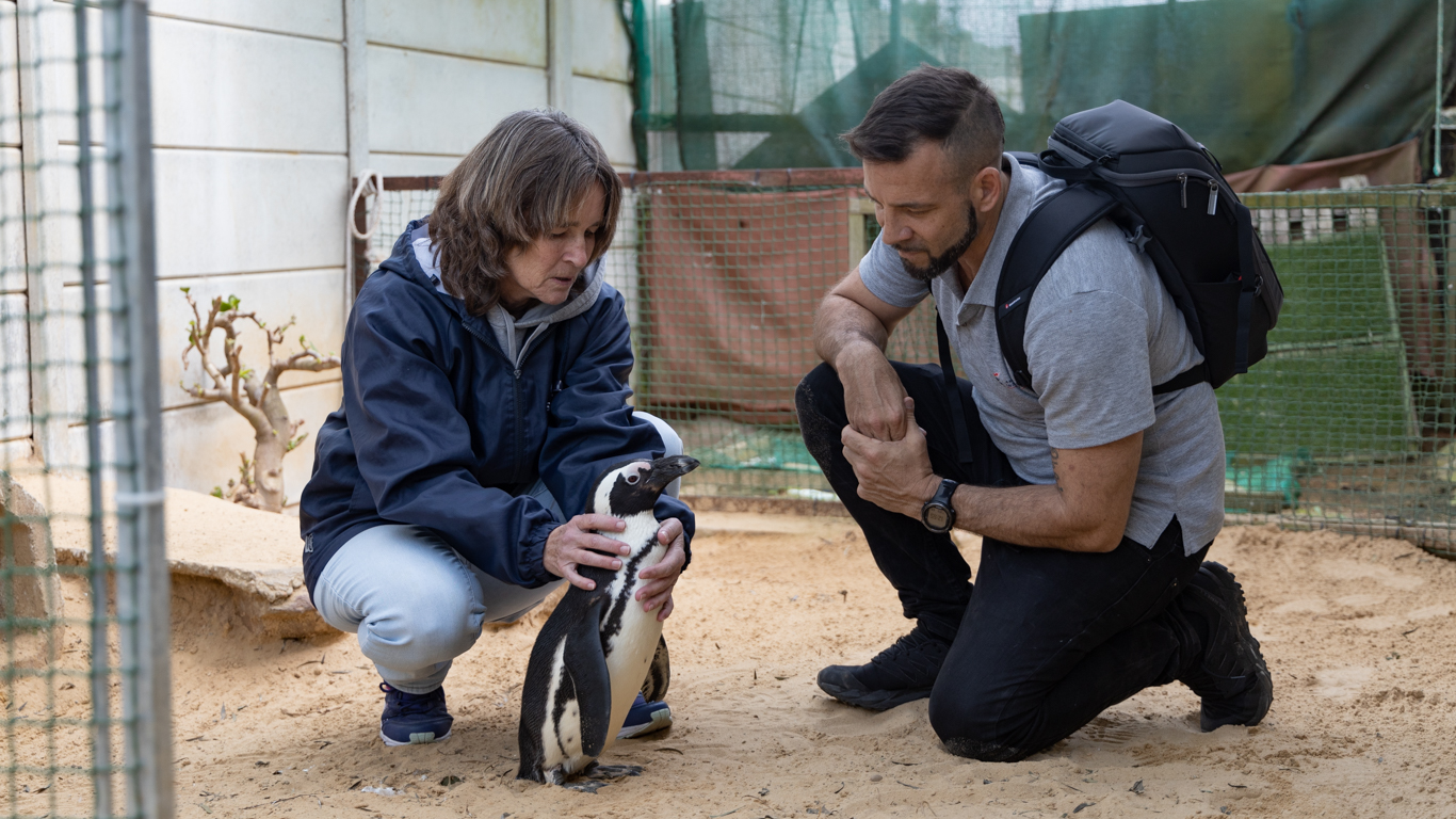 African penguin populations have declined by 98% in the last century! The species could be EXTINCT within the next few years!