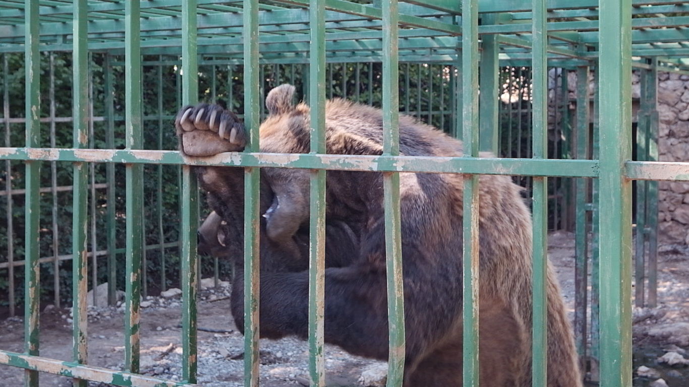 CRUELTY TO ANIMALS GETS NO WORSE THAN THIS! Help FREE this CAGED BEAR to a sanctuary!