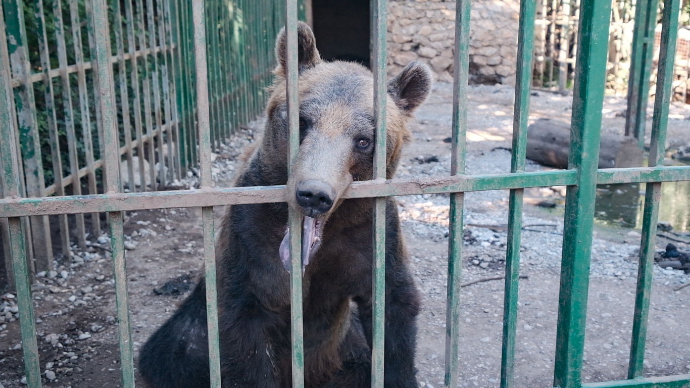 CRUELTY TO ANIMALS GETS NO WORSE THAN THIS! Help FREE this CAGED BEAR to a sanctuary!