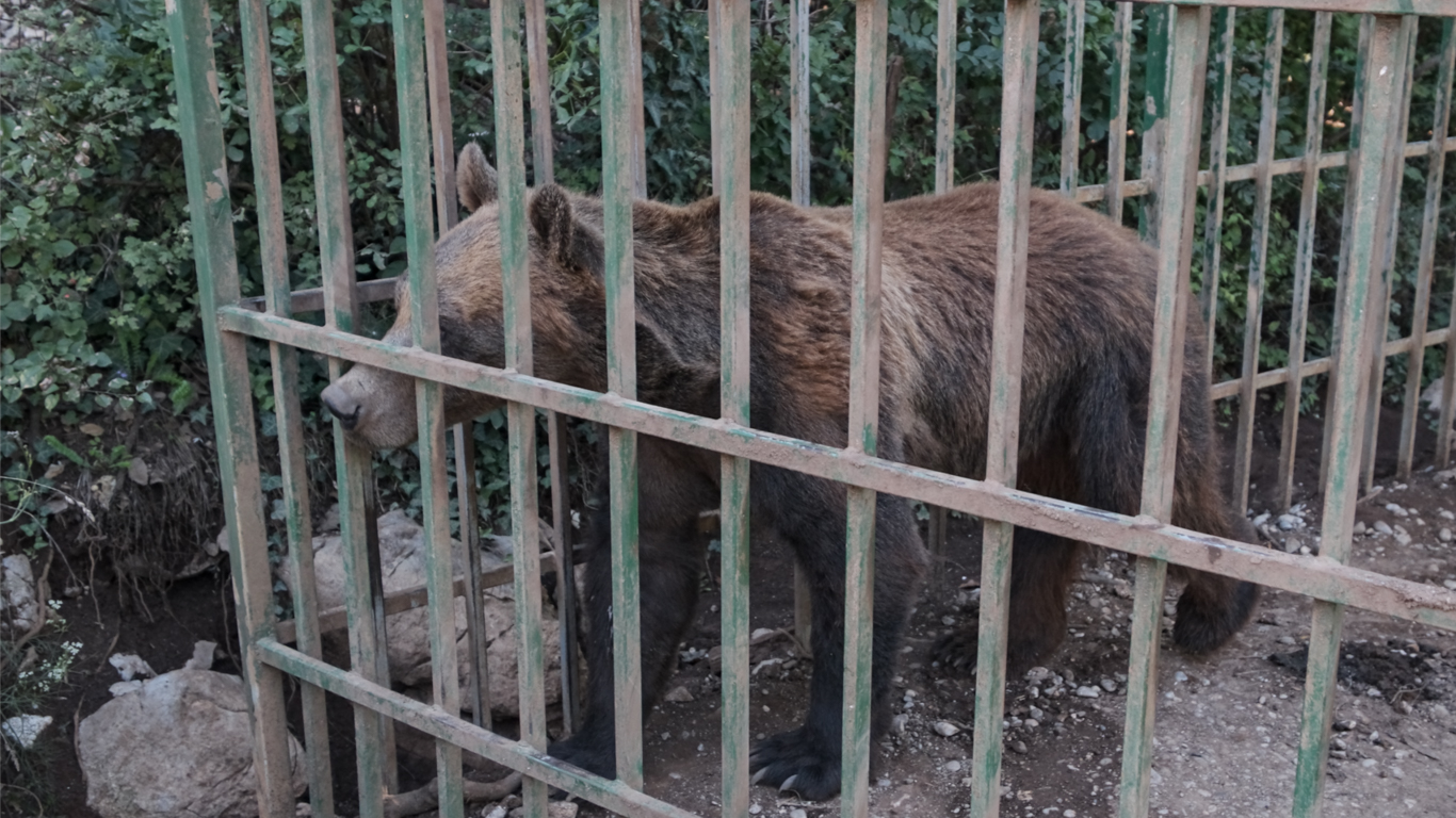 CRUELTY TO ANIMALS GETS NO WORSE THAN THIS! Help FREE this CAGED BEAR to a sanctuary!