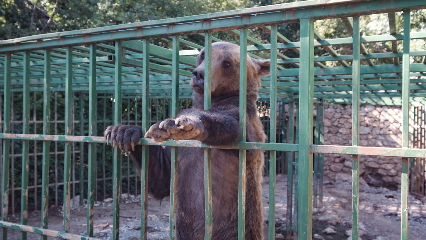 CRUELTY TO ANIMALS GETS NO WORSE THAN THIS! Help FREE this CAGED BEAR to a sanctuary!