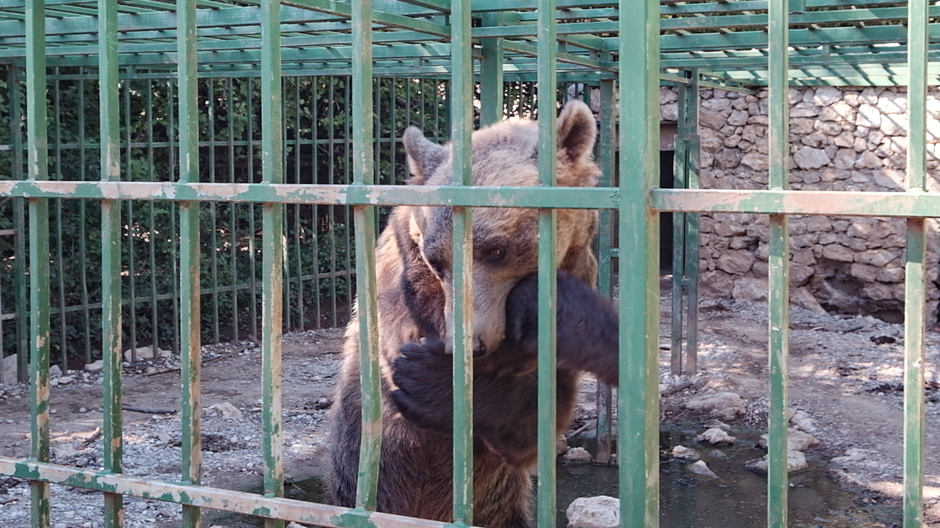 CRUELTY TO ANIMALS GETS NO WORSE THAN THIS! Help FREE this CAGED BEAR to a sanctuary!