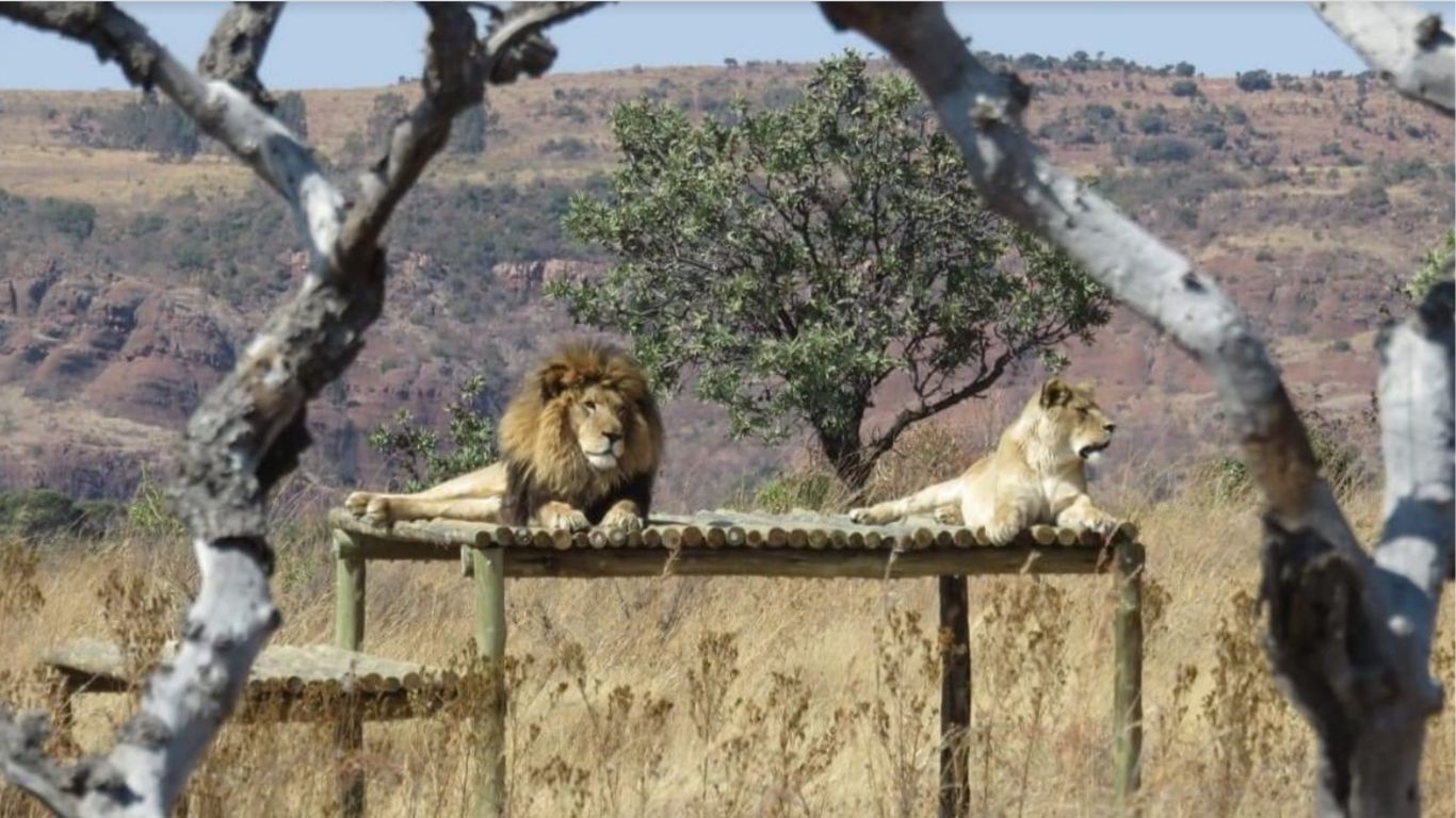 FREEDOM FLIGHT! No animal should be held captive… yet this is the plight of two lion cubs who WE’RE ABOUT TO FLY TO A SANCTUARY!