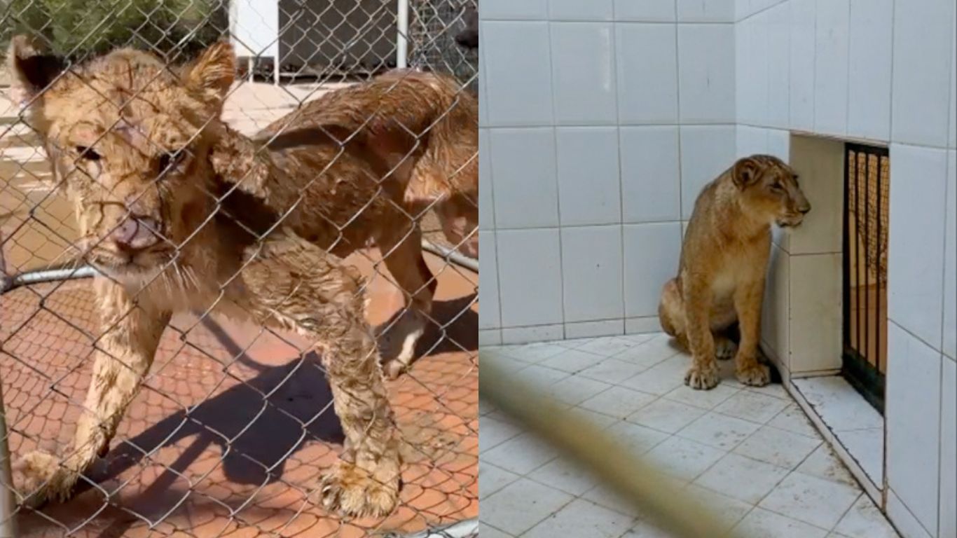 FREEDOM FLIGHT! No animal should be held captive… yet this is the plight of two lion cubs who WE’RE ABOUT TO FLY TO A SANCTUARY!