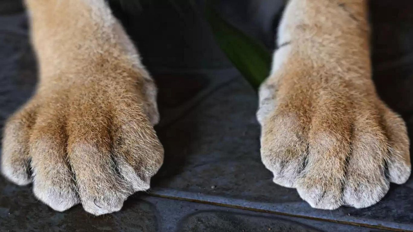 FREEDOM FLIGHT! No animal should be held captive… yet this is the plight of two lion cubs who WE’RE ABOUT TO FLY TO A SANCTUARY!