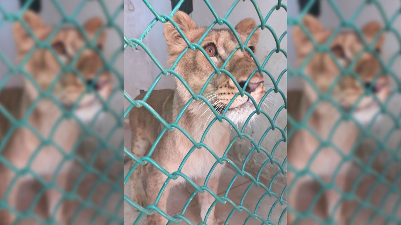 FREEDOM FLIGHT! No animal should be held captive… yet this is the plight of two lion cubs who WE’RE ABOUT TO FLY TO A SANCTUARY!