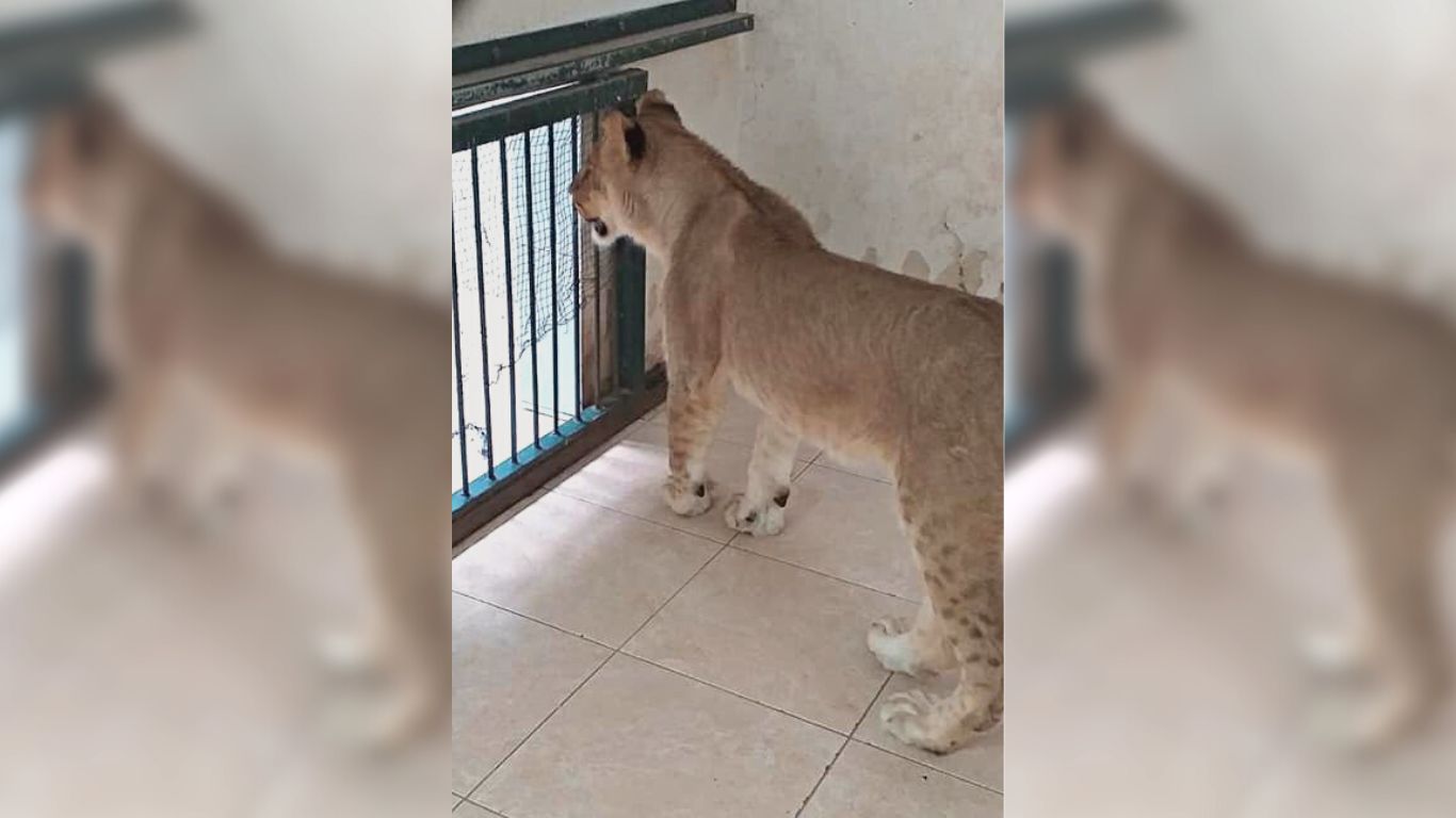 FREEDOM FLIGHT! No animal should be held captive… yet this is the plight of two lion cubs who WE’RE ABOUT TO FLY TO A SANCTUARY!