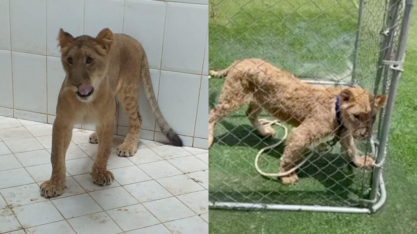 FREEDOM FLIGHT! No animal should be held captive… yet this is the plight of two lion cubs who WE’RE ABOUT TO FLY TO A SANCTUARY!