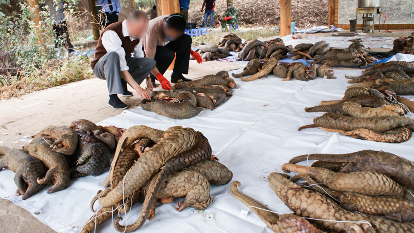 Illegal wildlife trade poaching kills a gentle pangolin EVERY FIVE MINUTES! EXTINCTION LOOMS!
