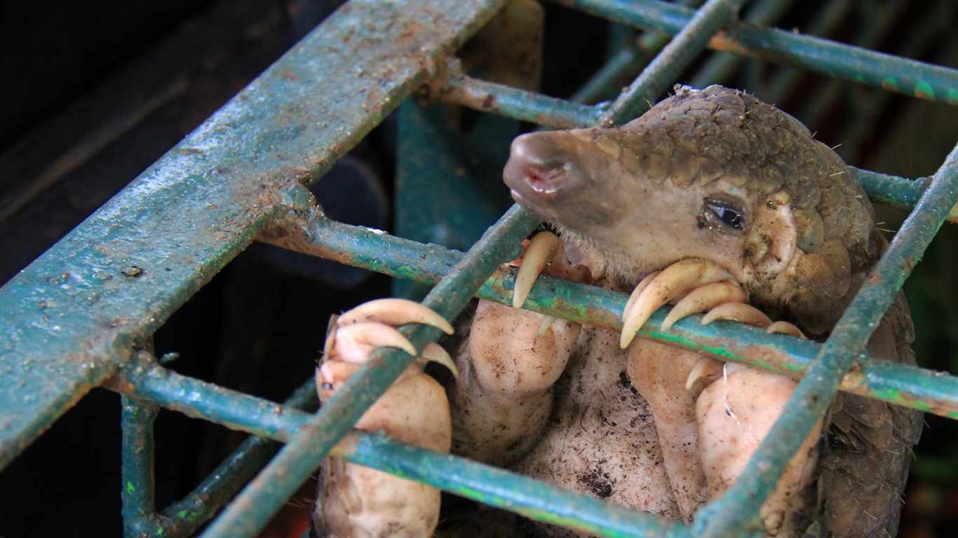 Pangolins! Elephants! SO MANY rare and endangered animals could be EXTINCT IN OUR LIFETIMES!