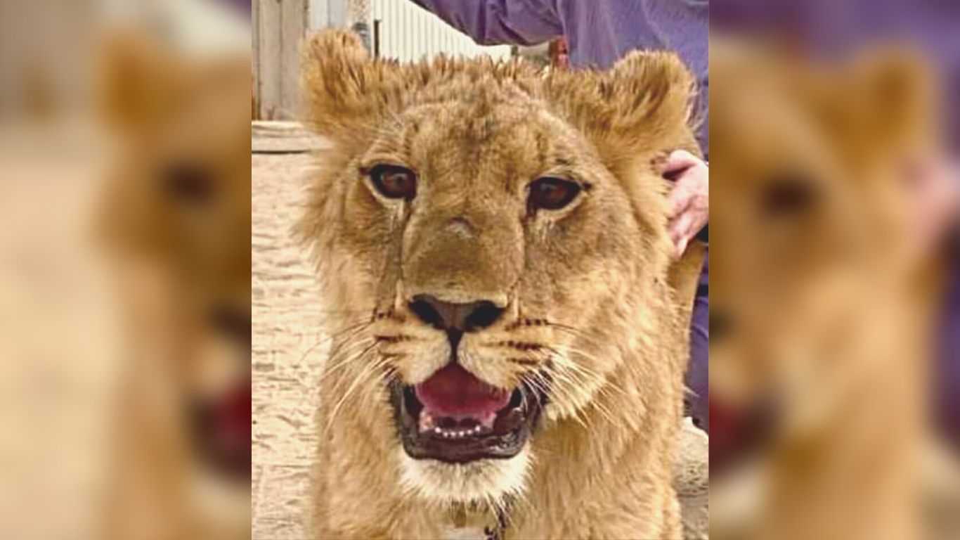 FREEDOM FLIGHT! No animal should be held captive… yet this is the plight of two lion cubs who WE’RE ABOUT TO FLY TO A SANCTUARY!