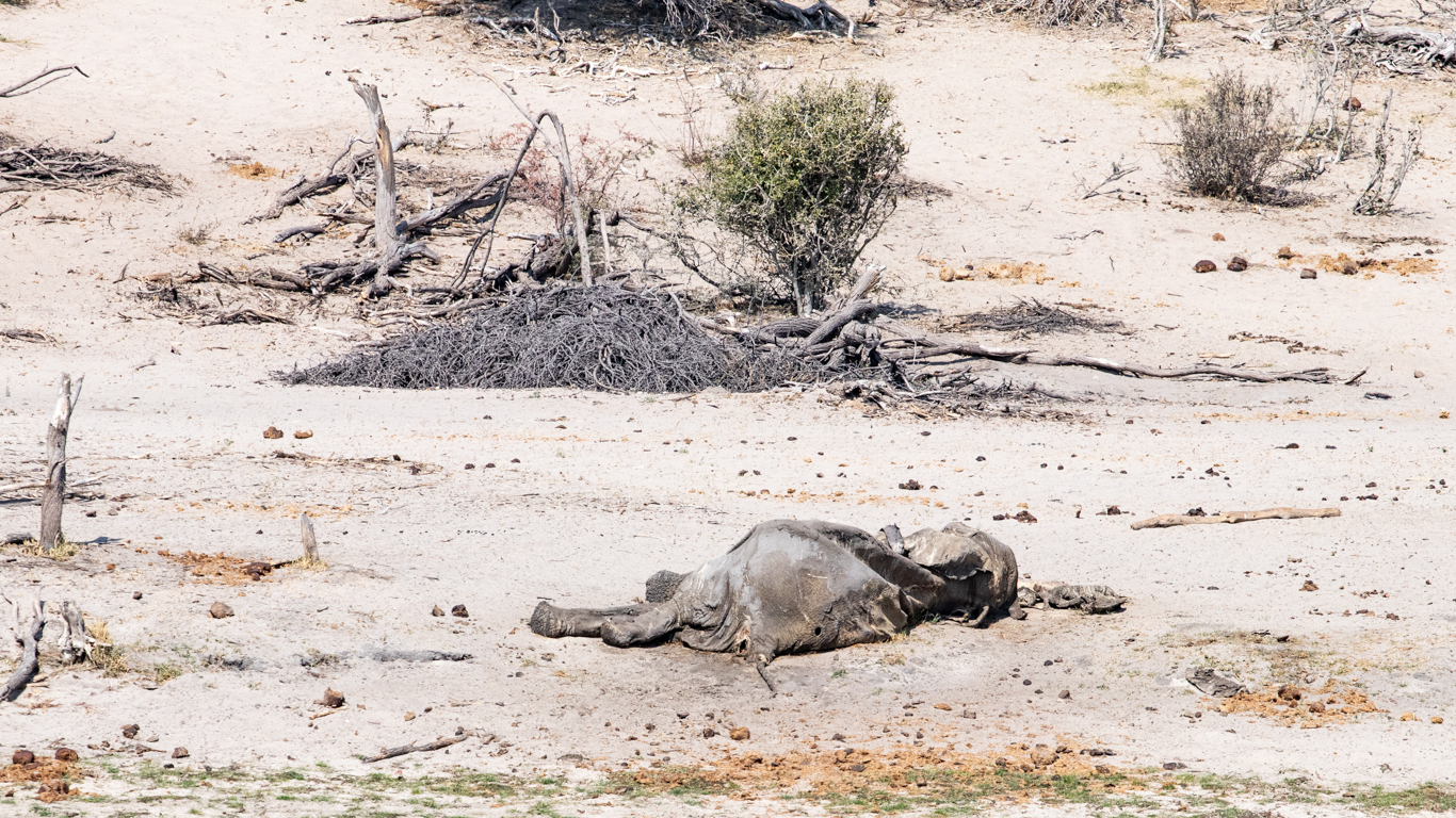 Pangolins! Elephants! SO MANY rare and endangered animals could be EXTINCT IN OUR LIFETIMES!