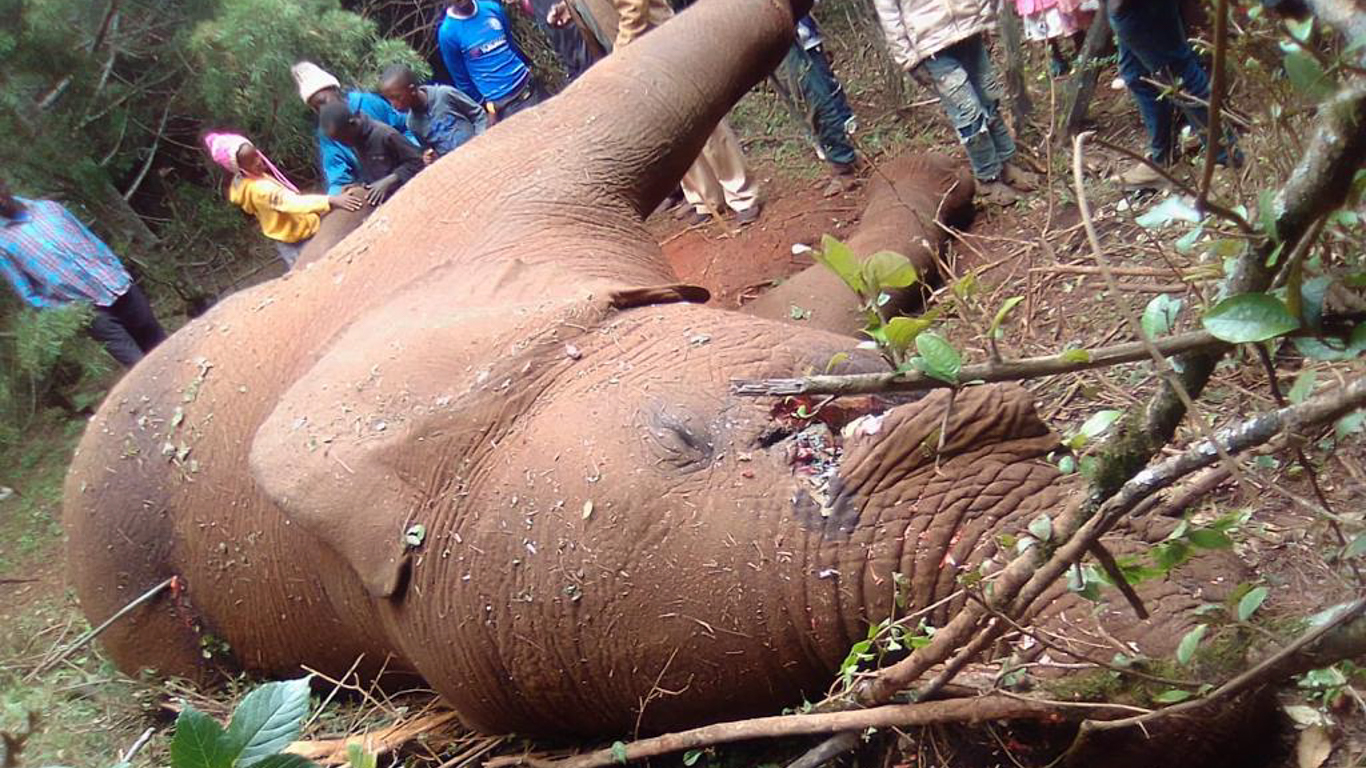 Pangolins! Elephants! SO MANY rare and endangered animals could be EXTINCT IN OUR LIFETIMES!