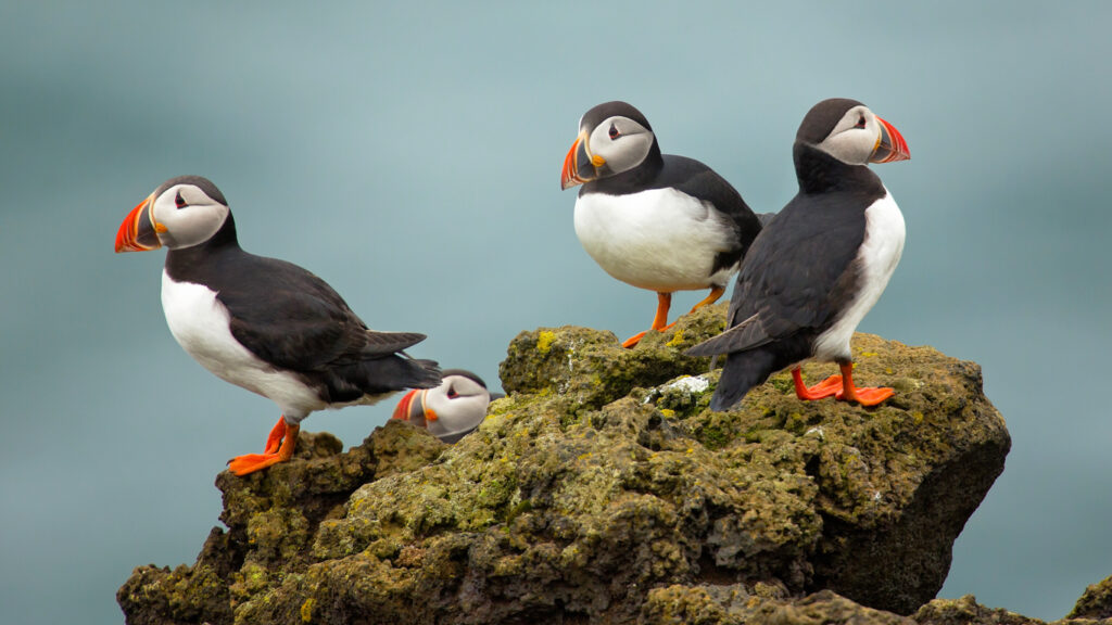 Climate Crisis To Wipe Out Puffin Nesting Sites in Western Europe by the End of This Century