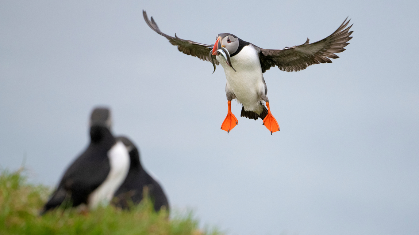 Puffin nesting sites in western Europe could be lost by end of