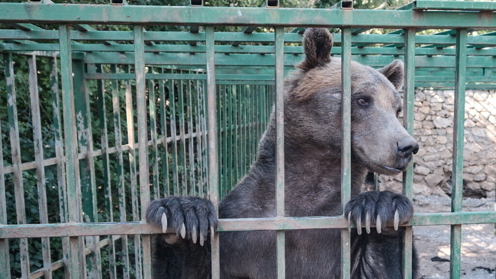 ALARMING! 14 animals mysteriously died in a SINGLE DAY at the roadside zoo where Ljubo the bear is held PRISONER.