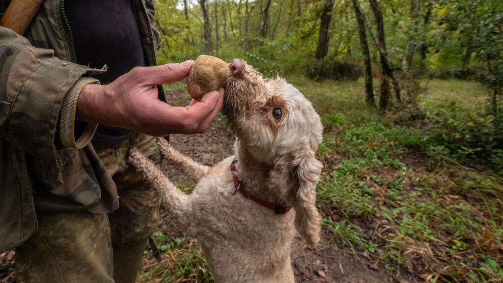 Truffle Hunters in Italy Poison Competitors’ Dogs in War for ‘Black Gold’