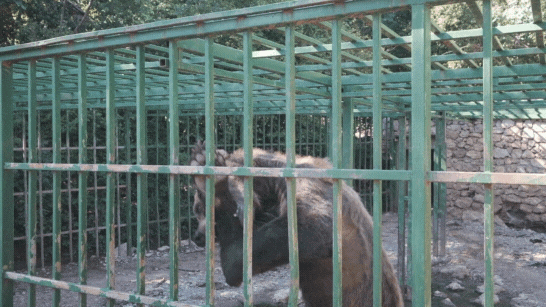 ALARMING! 14 animals mysteriously died in a SINGLE DAY at the roadside zoo where Ljubo the bear is held PRISONER.
