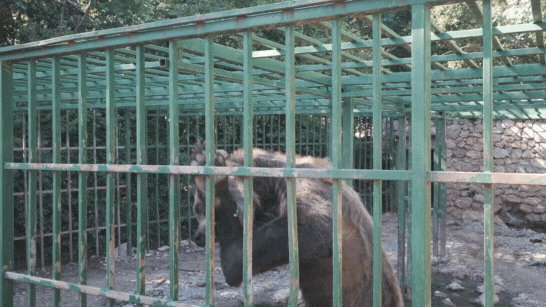 Ljubo the caged bear is STILL suffering. Here is the progress we have made so far.