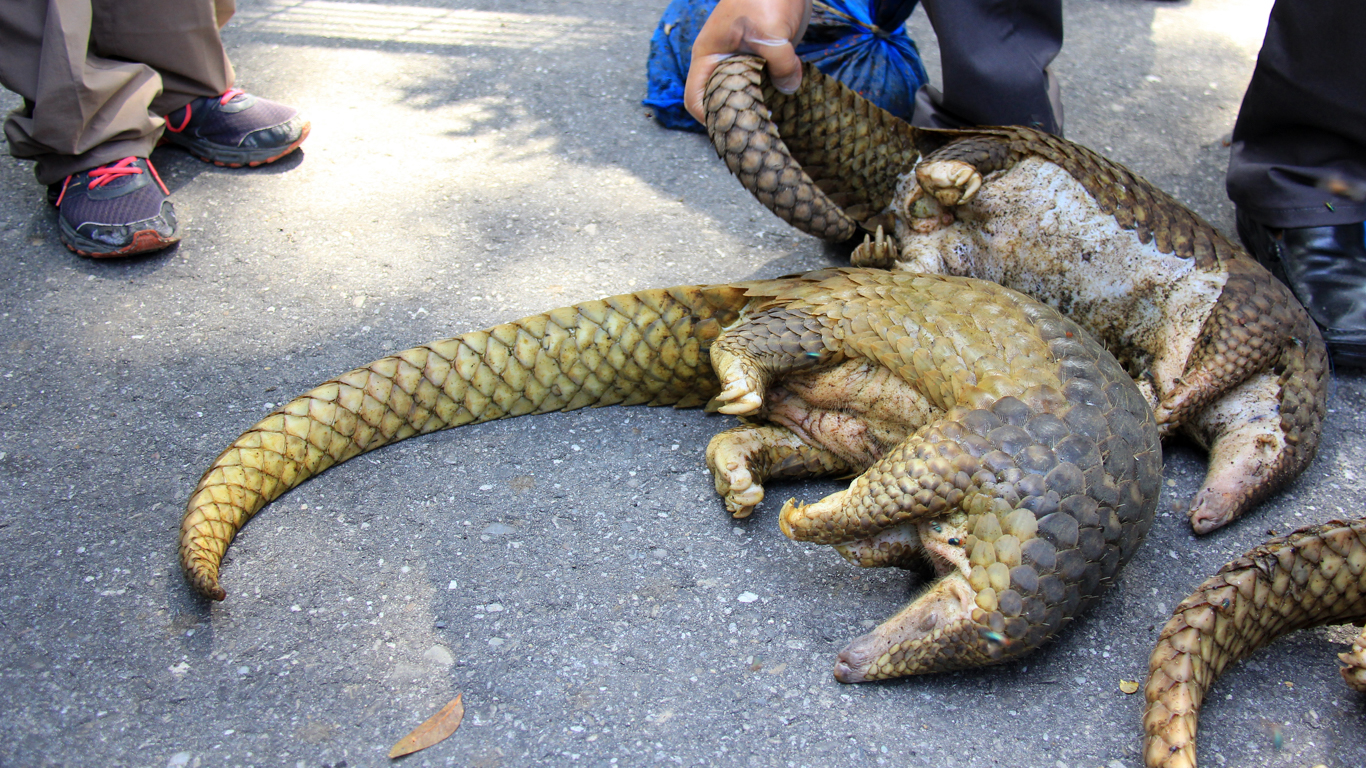 Gentle, shy pangolins are in grave danger of EXTINCTION! Here’s how you can help!