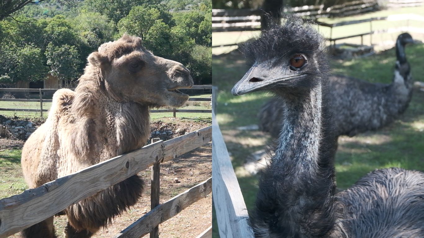 WE HAVE JUST LEARNED that 14 other animals have suddenly died at the private zoo where Ljubo, the bear in despair, is held in a tiny cage!