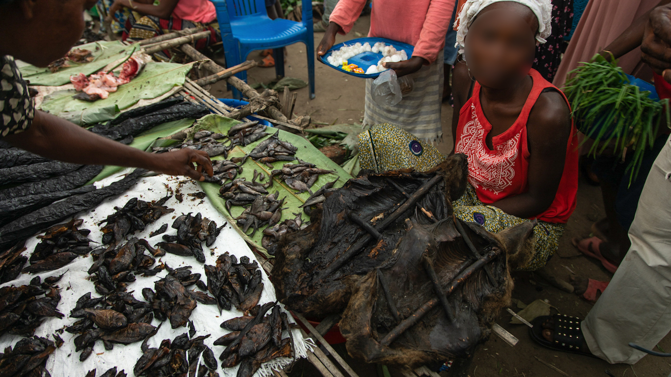 Poachers could wipe gentle bonobos off the face of the earth!