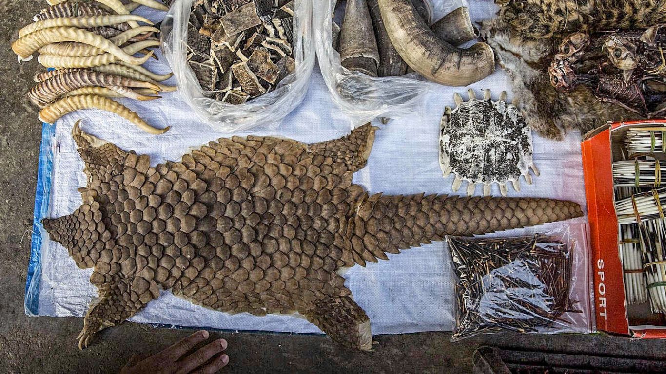 Gentle, shy pangolins are in grave danger of EXTINCTION! Here’s how you can help!