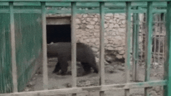 WE HAVE JUST LEARNED that 14 other animals have suddenly died at the private zoo where Ljubo, the bear in despair, is held in a tiny cage!
