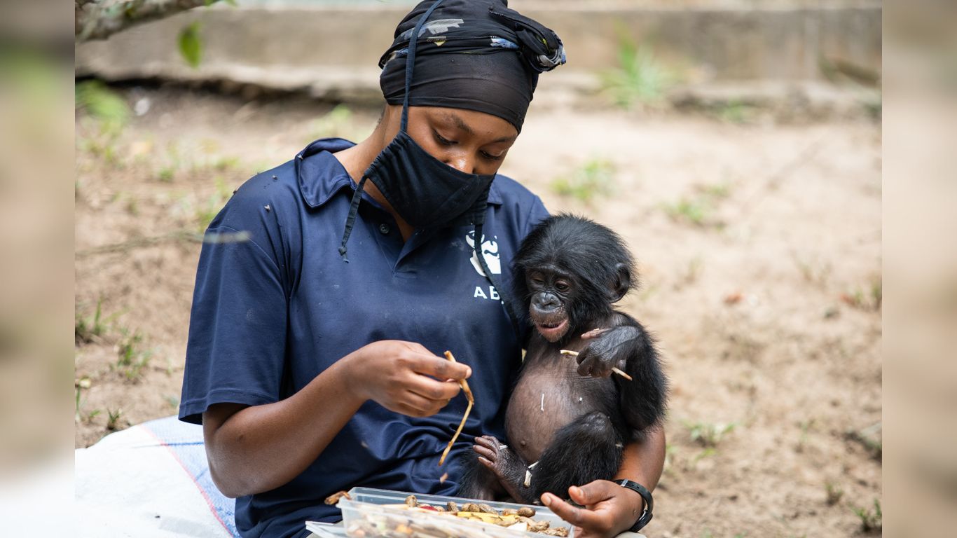 Poachers could wipe gentle bonobos off the face of the earth!