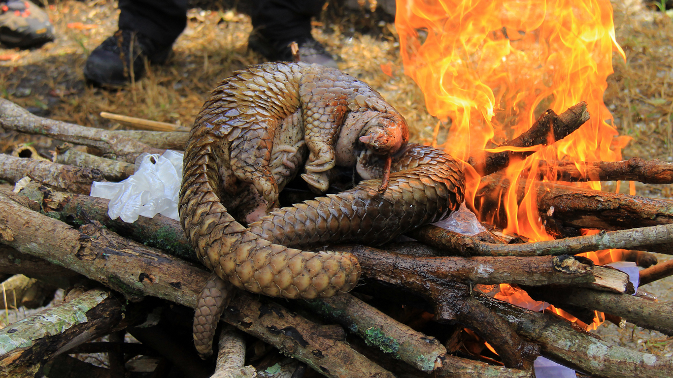 Gentle, shy pangolins are in grave danger of EXTINCTION! Here’s how you can help!