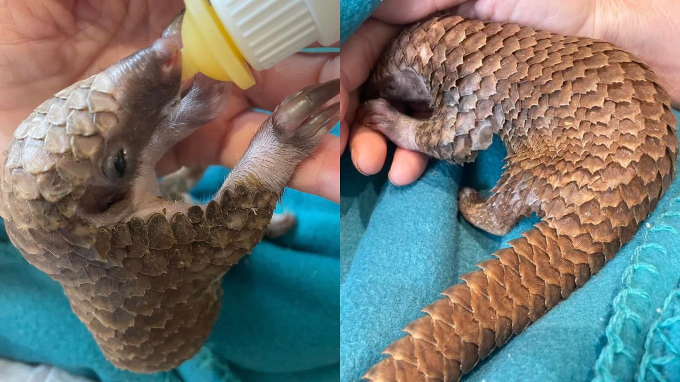 Gentle, shy pangolins are in grave danger of EXTINCTION! Here’s how you can help!