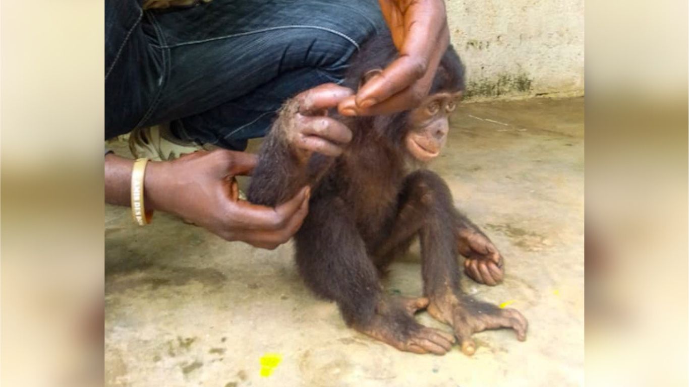 Poachers could wipe gentle bonobos off the face of the earth!