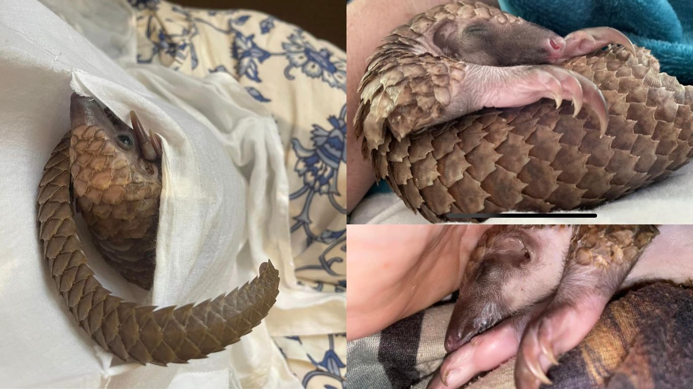 Gentle, shy pangolins are in grave danger of EXTINCTION! Here’s how you can help!