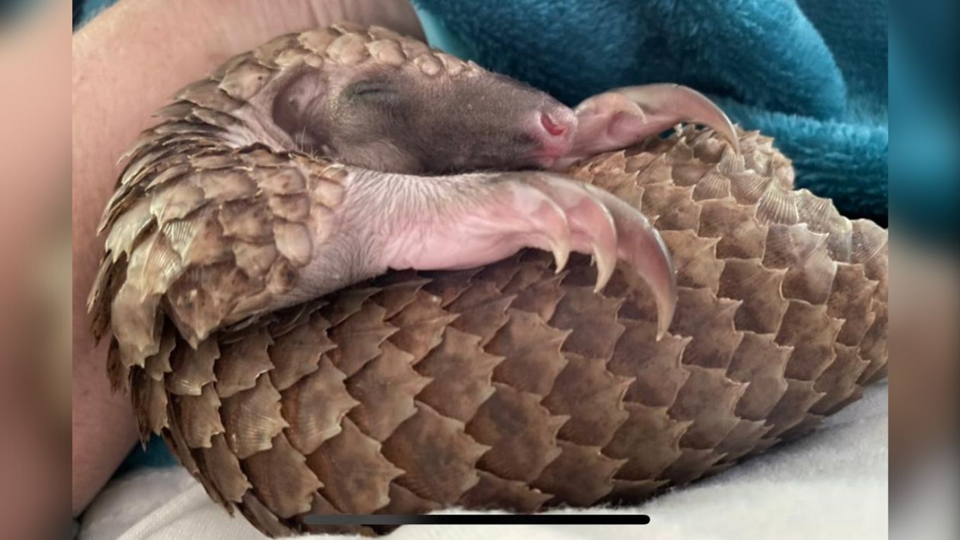 Gentle, shy pangolins are in grave danger of EXTINCTION! Here’s how you can help!