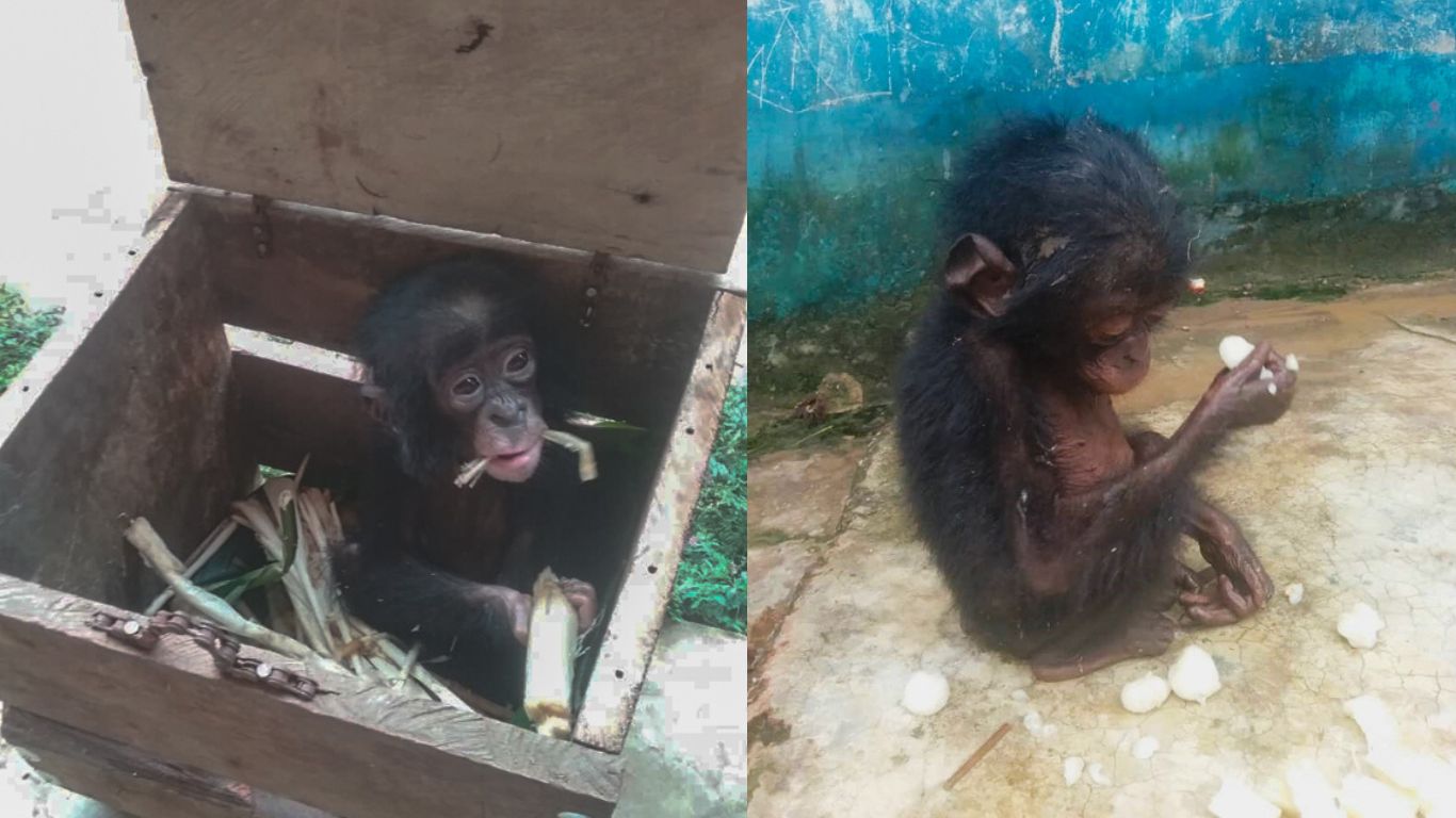 Poachers could wipe gentle bonobos off the face of the earth