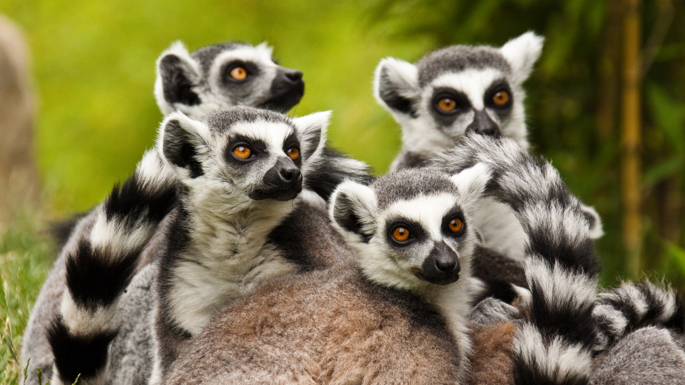 Unique Madagascan Mammals On Fast Track To Extinction Animal Survival Unique Madagascan Mammals On Fast Track To Extinction Animal Survival