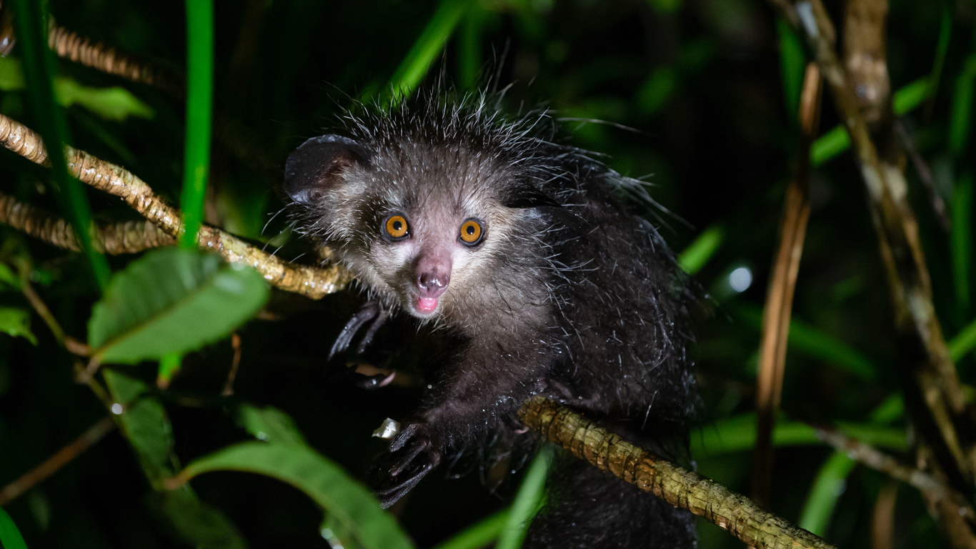 Madagascar's unique wildlife faces imminent wave of extinction