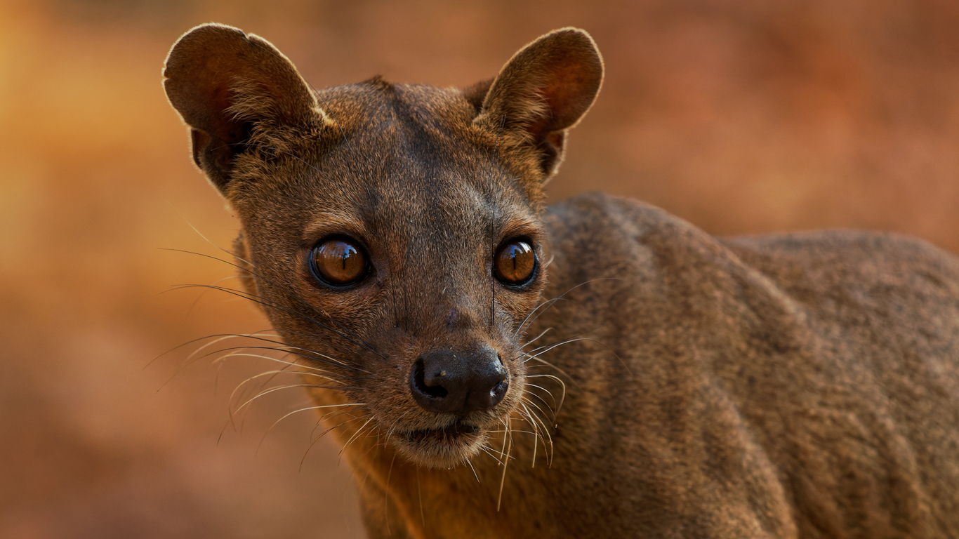 Unique Madagascan Mammals on Fast Track to Extinction - Animal Survival  International